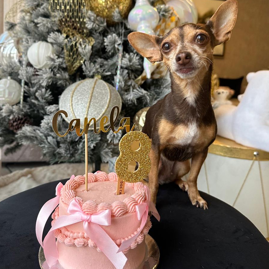 CANELA | Raza Chihuahua | Final Feliz