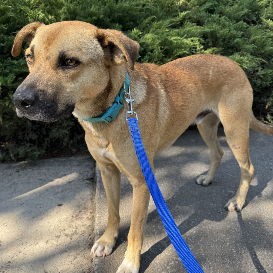  | Raza Mestizo,  cruza de Labrador con American Pitbull Terrier | Encontrado