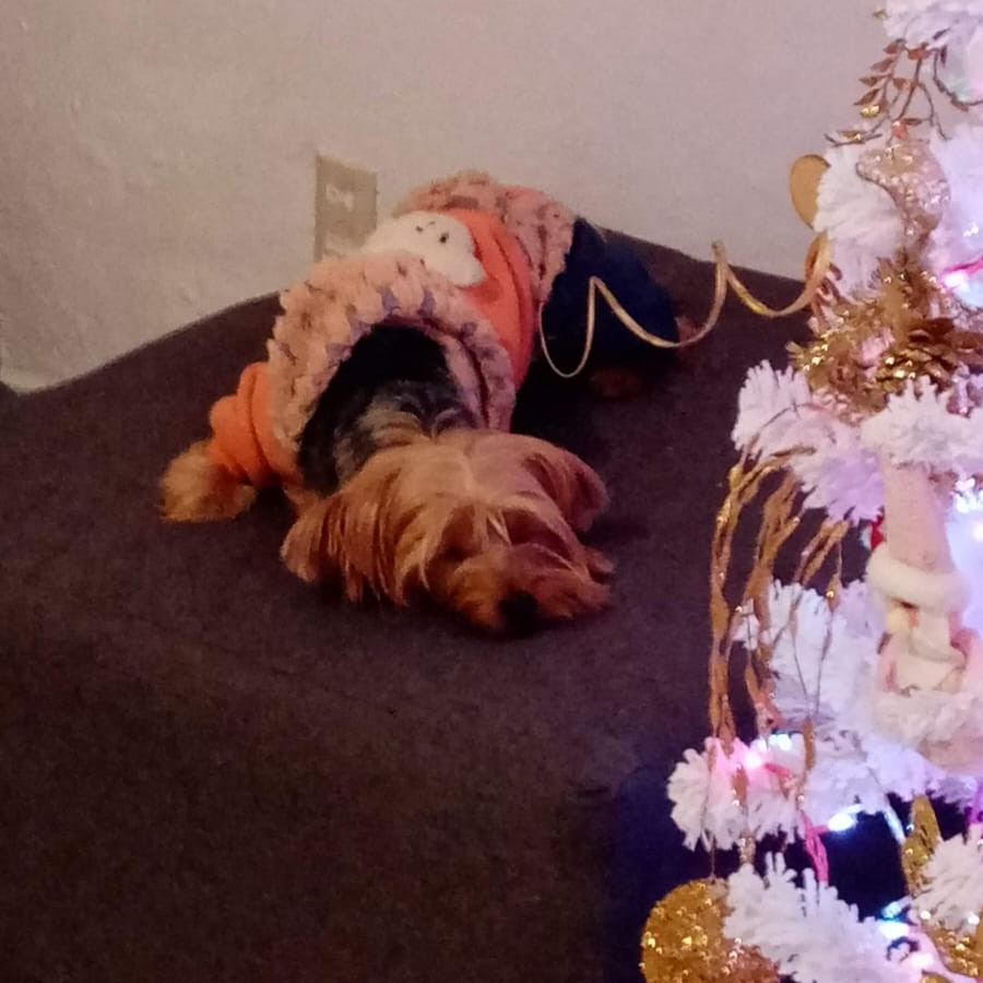 KIARA | Raza Yorkshire Terrier (Yorkie) | Perdida