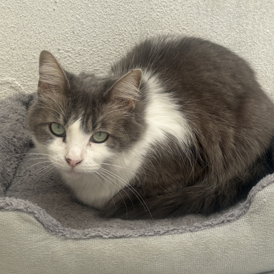 FRUFRÚ | Raza Doméstico Americano de pelo semilargo | Perdida