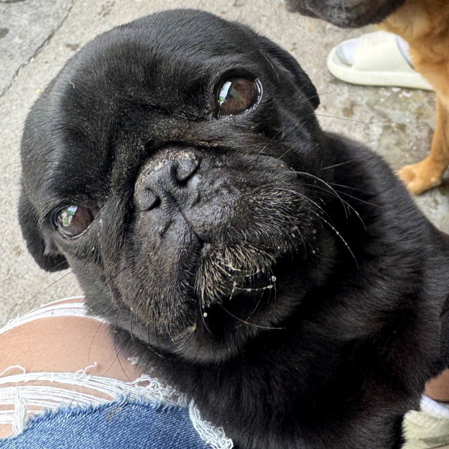 VICTORIA | Raza Pug o Carlin | Perdida