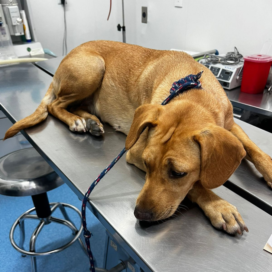  | Raza Mestiza, cruza de Labrador | Encontrada