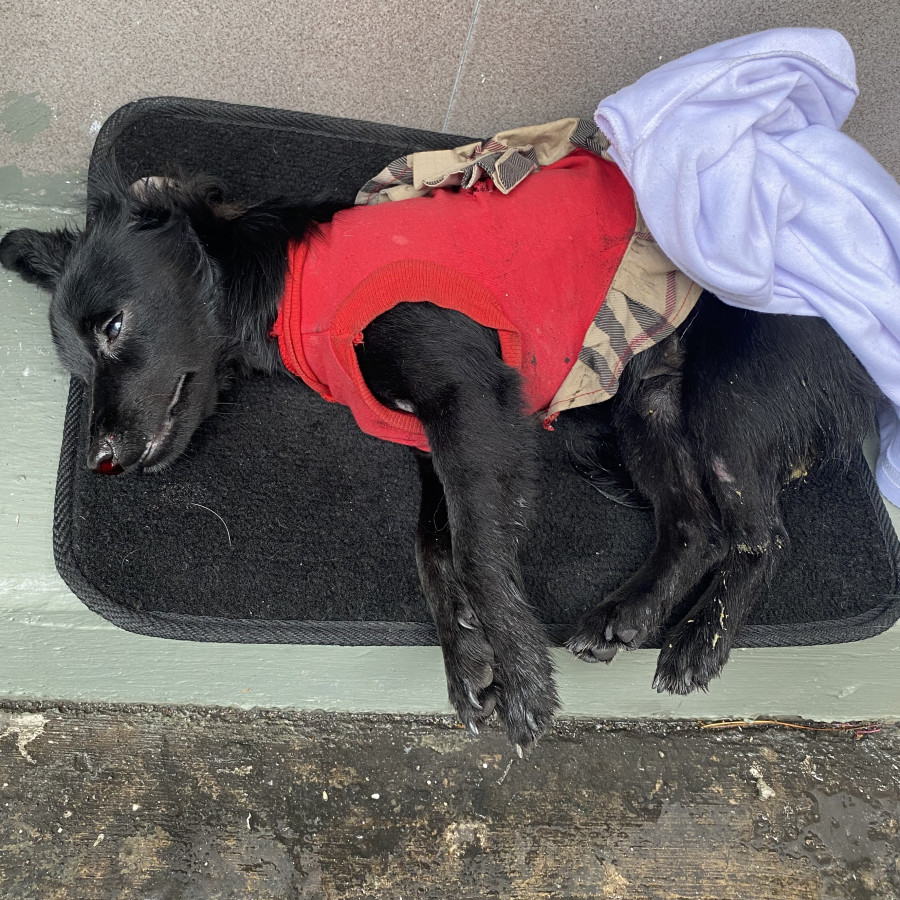  | Raza Mestiza | Encontrada