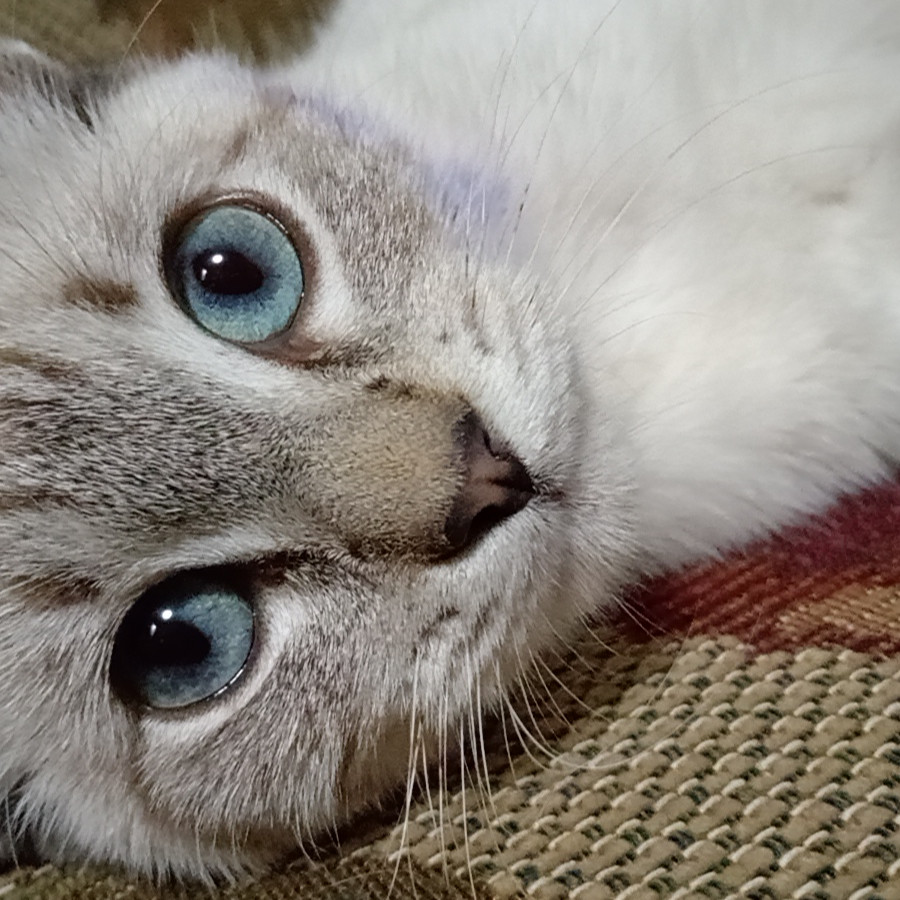 LUNA | Raza Aslan o Siamés moderno, punto tabby | Final Feliz