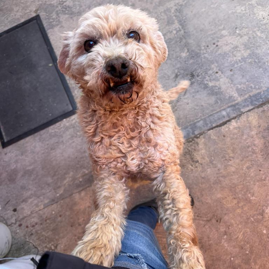 YEIKO | Raza Mestizo, cruza de French Poodle | Perdido