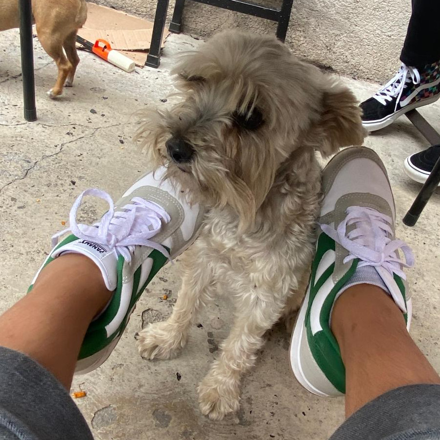 HACHI (JACHI) | Raza Schnauzer | Final Feliz