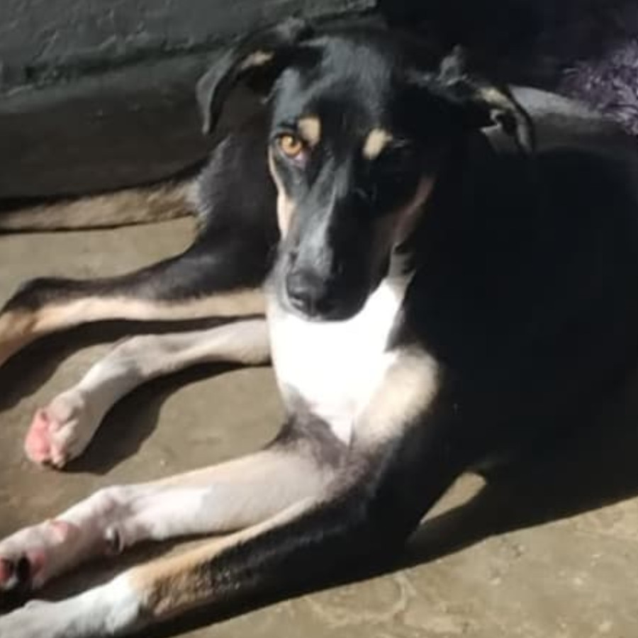 MOFFIN | Raza Mestiza | Perdida