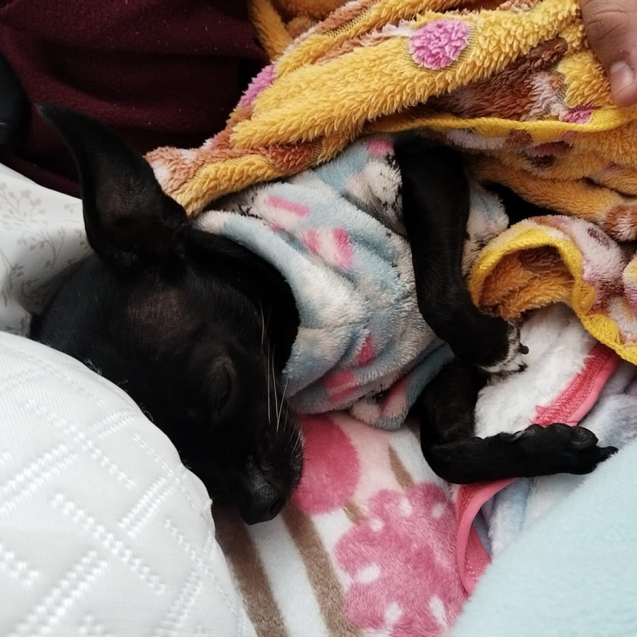 REXY | Raza Chihuahua | Perdida
