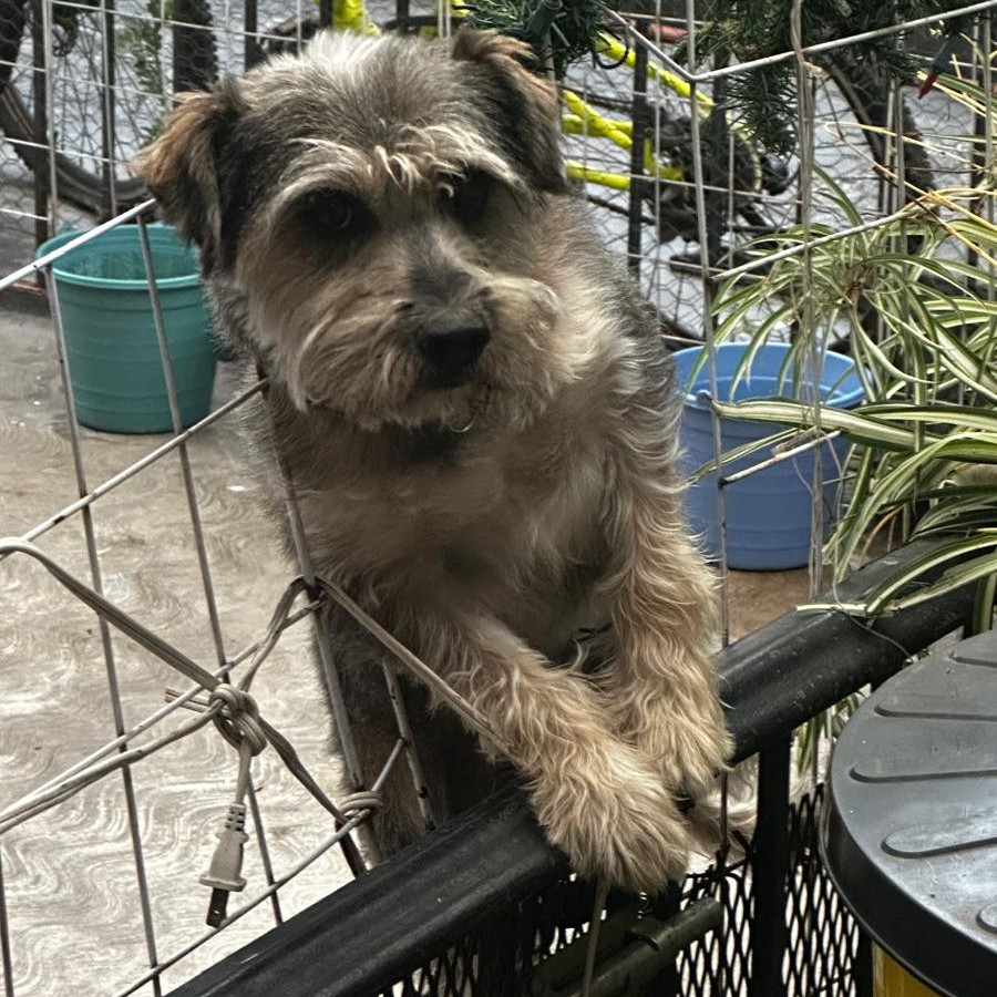 GOKU | Raza Mestizo, cruza de Schnauzer | Perdido