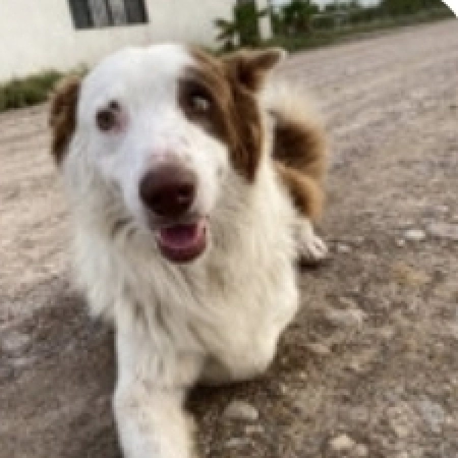 MOSHE | Raza Border Collie  | Perdido