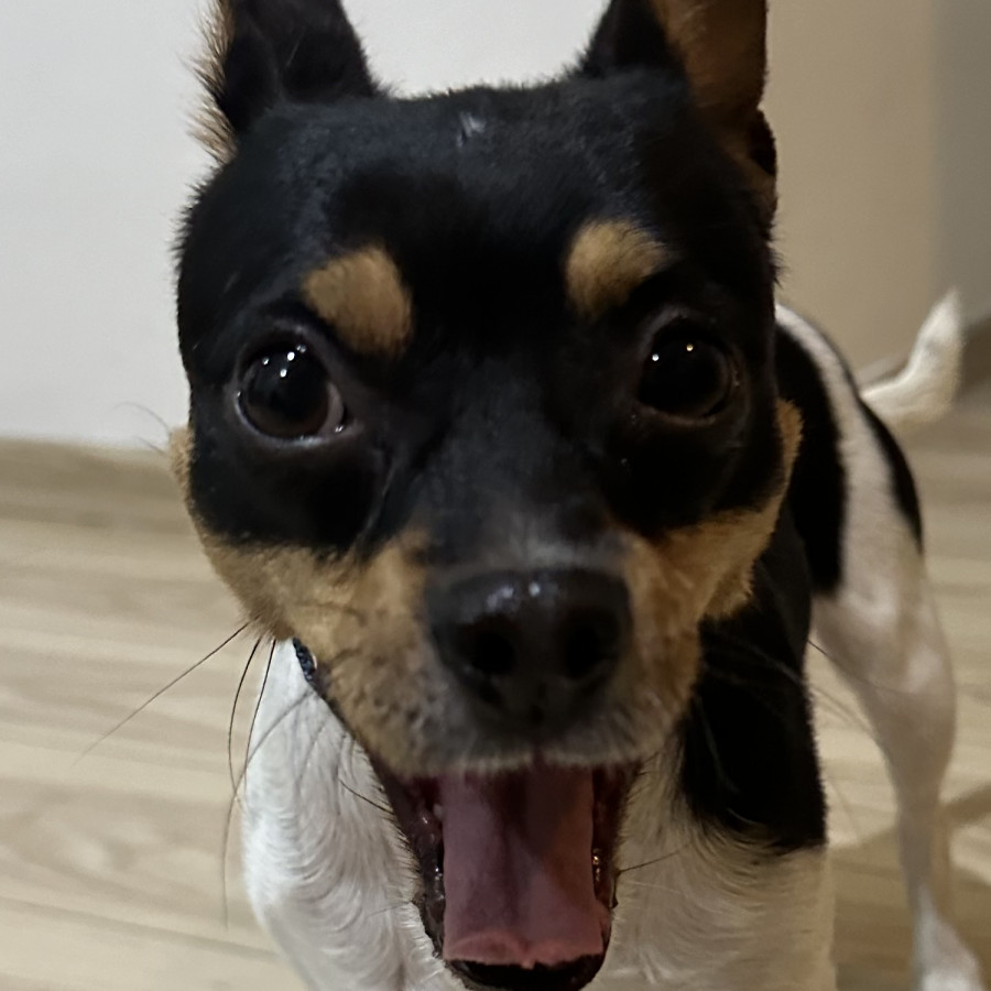  | Raza Mestizo cruza de Chihuahua con Fox Terrier | Final Feliz