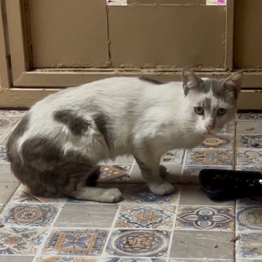  | Raza Doméstico Americano de Pelo Corto | Encontrado