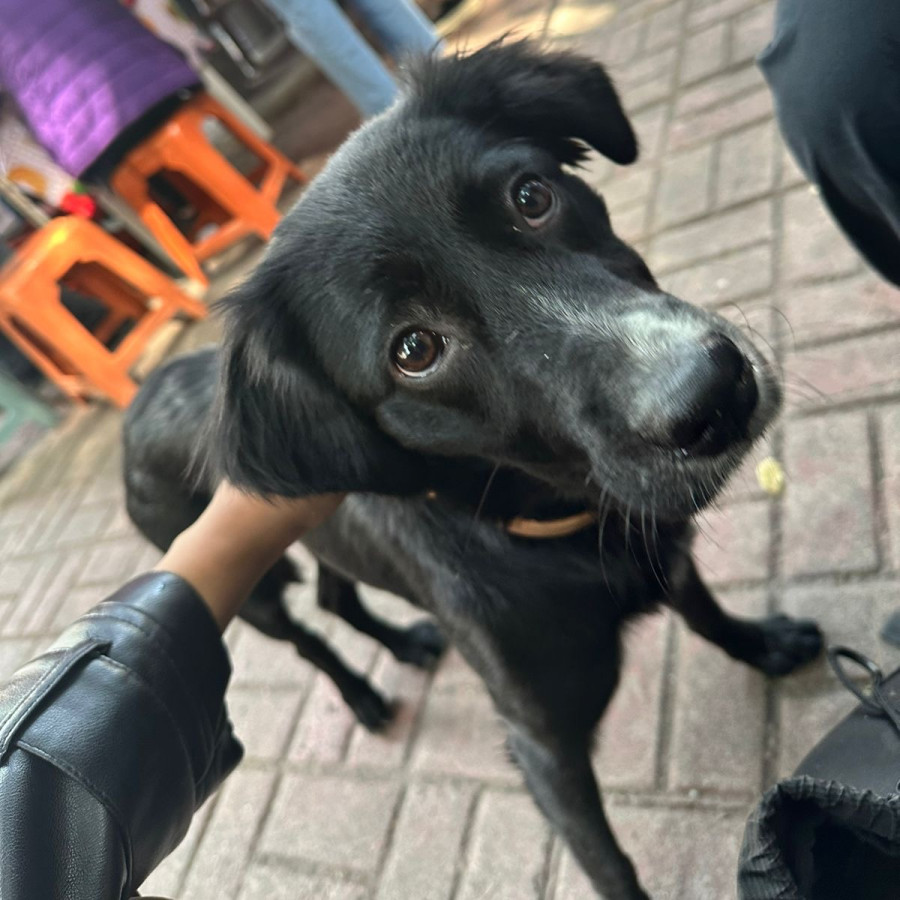  | Raza Mestiza | Encontrada