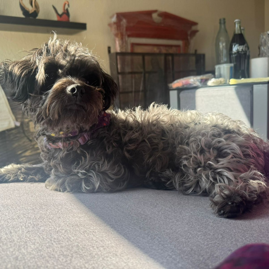 MAGENTA | Raza Mestiza, cruza de Yorkshire Terrier,  (Yorkie), con Maltés | Perdida