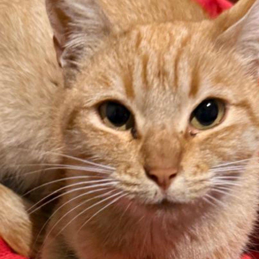  | Raza Doméstico Américano de Pelo Corto | Encontrada