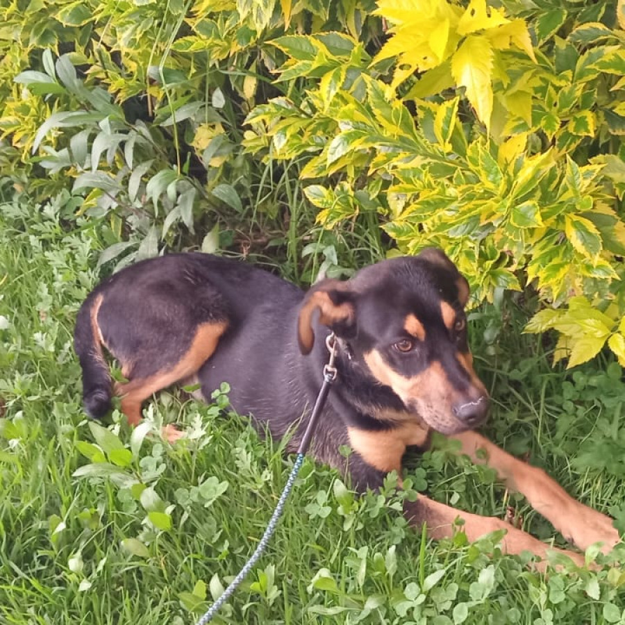 HERMOSO PELUDITO | Raza Mestizo, posible cruza de Rottweiler | En Adopción