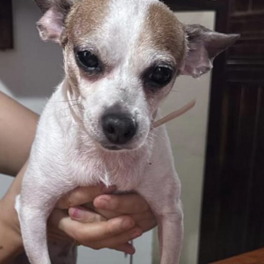 PISHY | Raza Chihuahua | Perdido