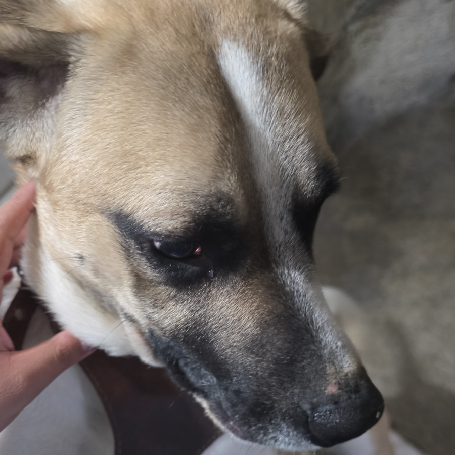 KENAI | Raza Criollo | Perdido