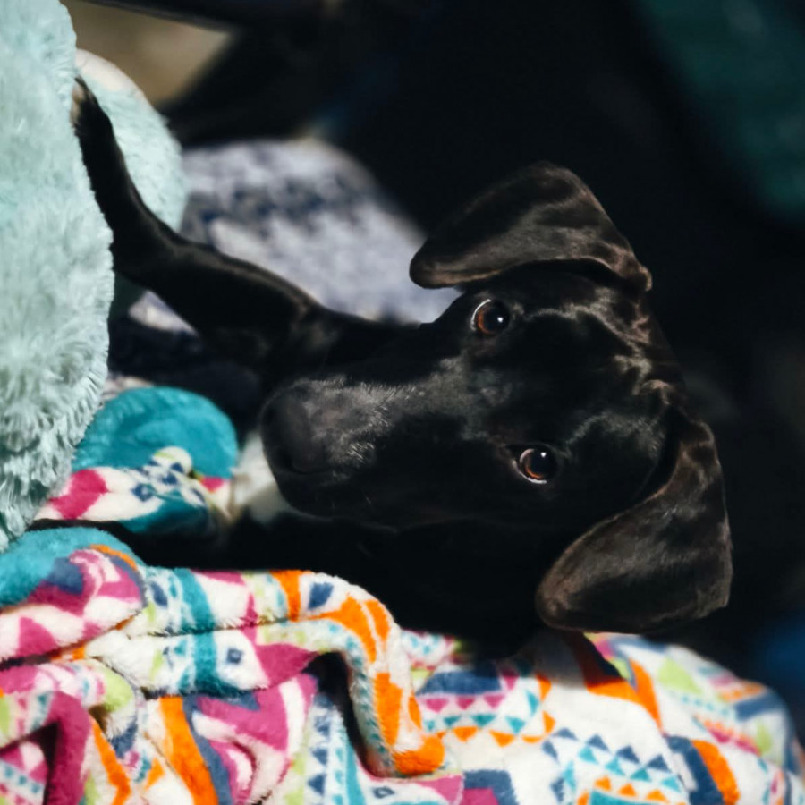 GORDO O GORDITO | Raza Dachshund o Salchicha  | Final Feliz