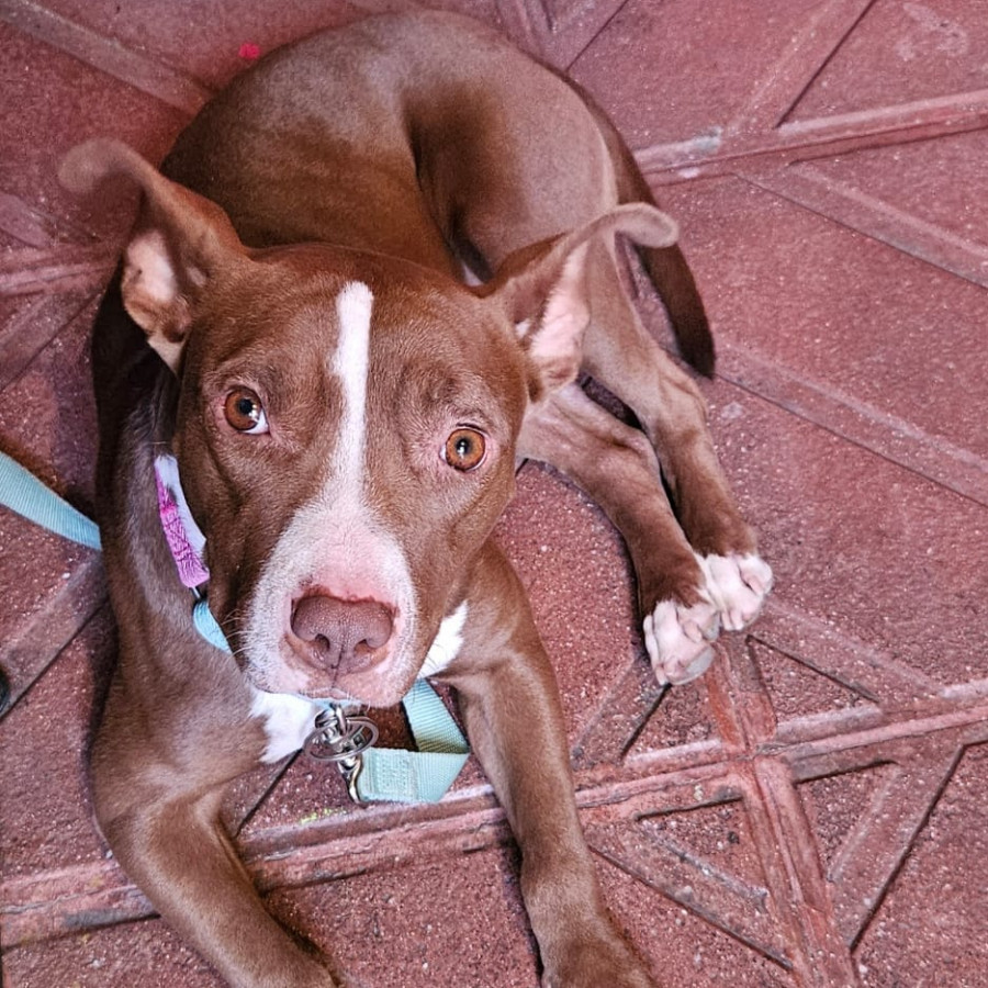  | Raza American Pitbull Terrier | Encontrada