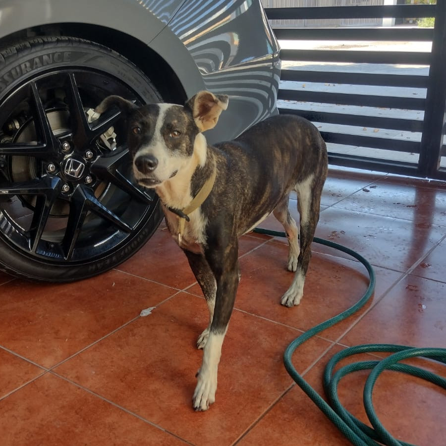  | Raza Mestiza | Encontrada