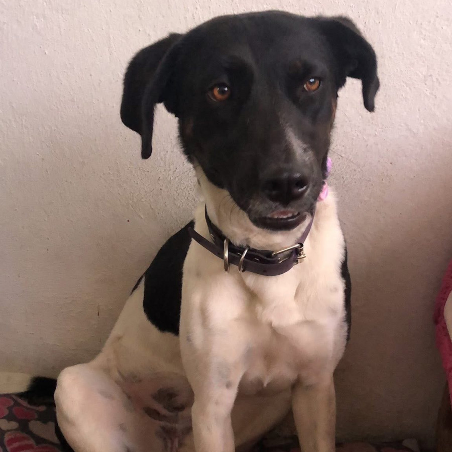 HELA | Raza Mestiza | Perdida