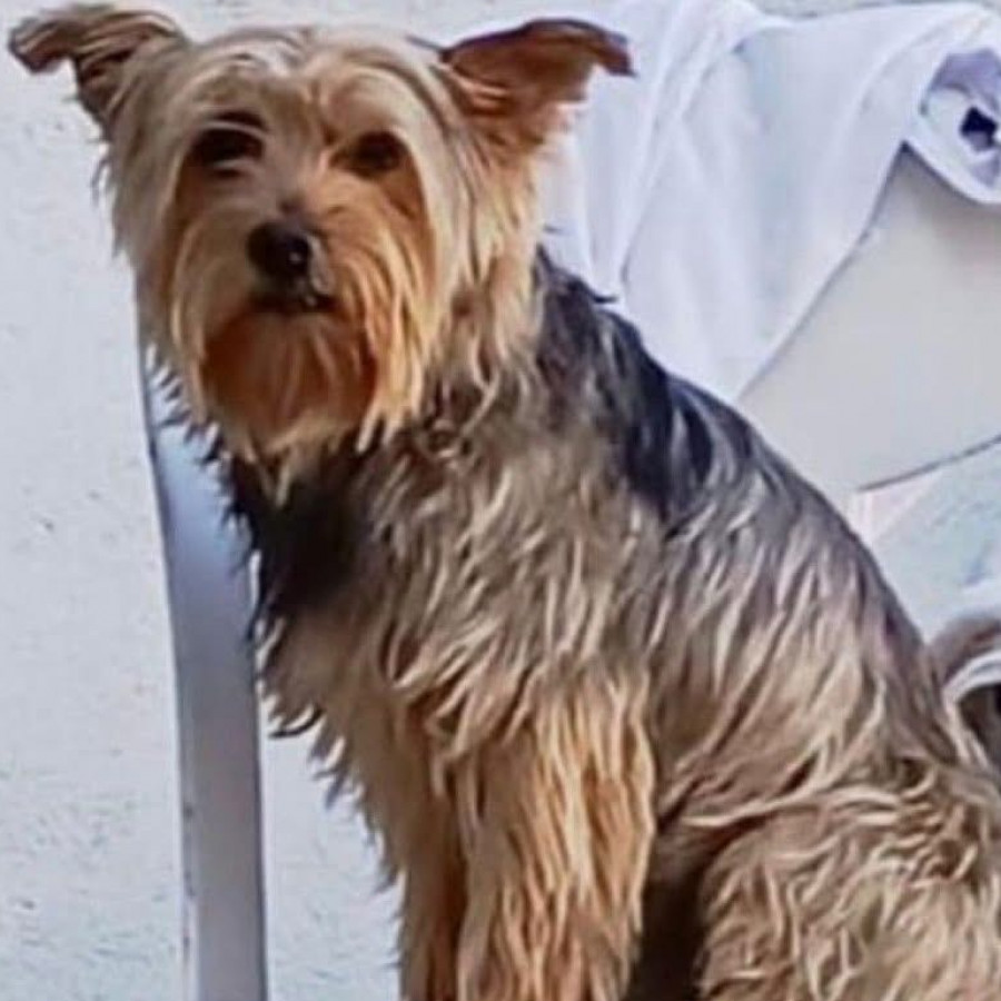NICK | Raza Silky Terrier Australiano | Final Feliz