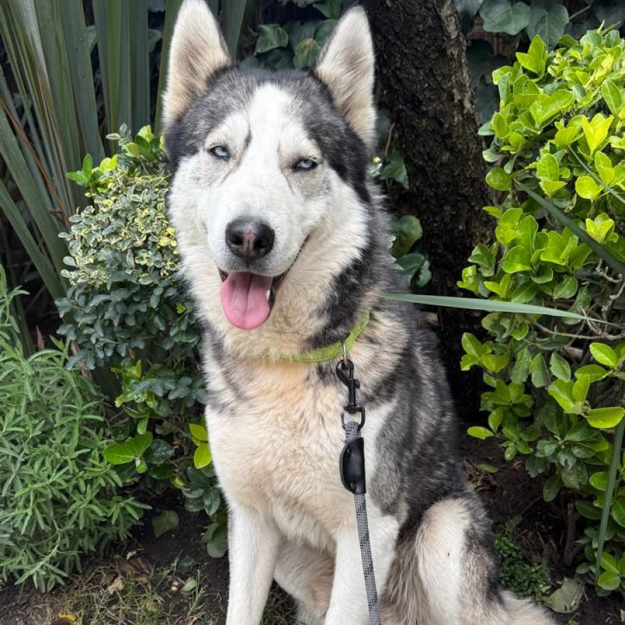  | Raza Husky Siberiano | Encontrado