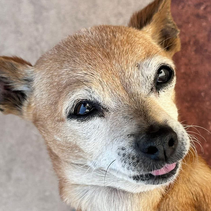 JAMMY | Raza Chihuahua | Final Feliz