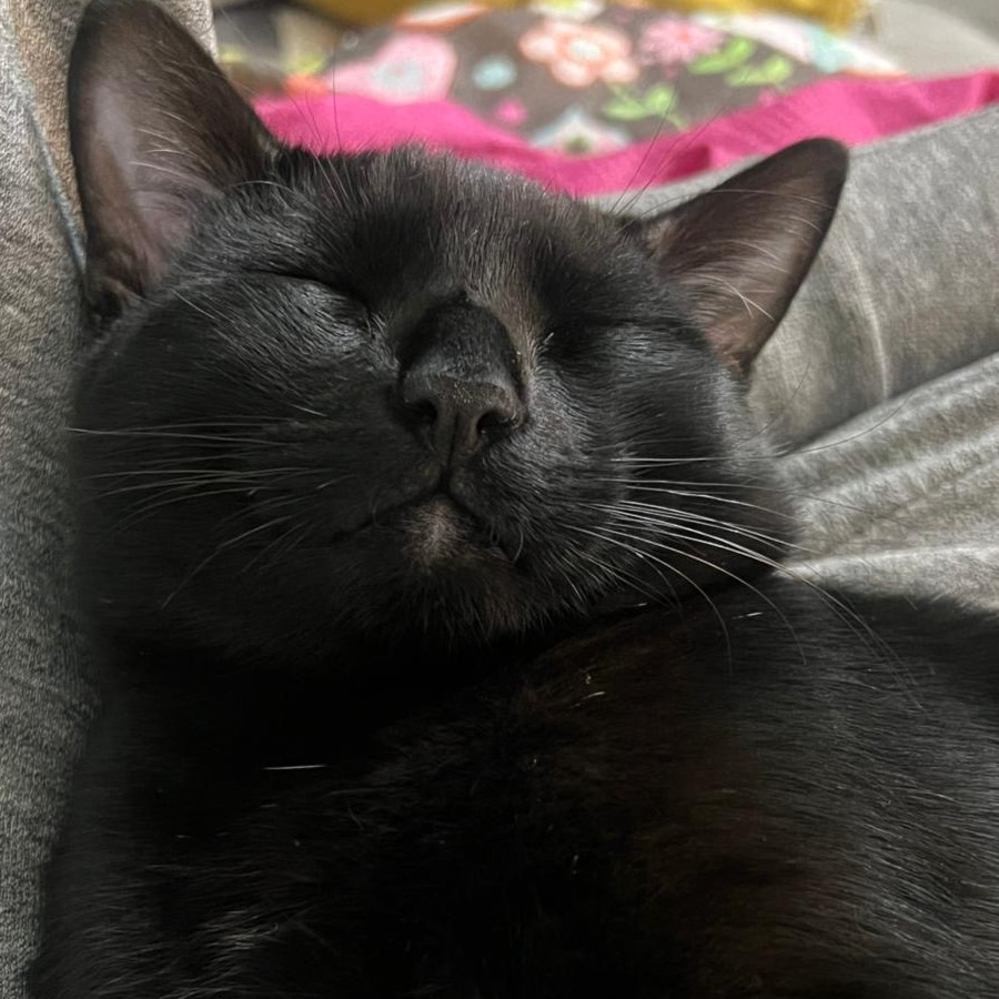 GIN | Raza Bombay | Final Feliz