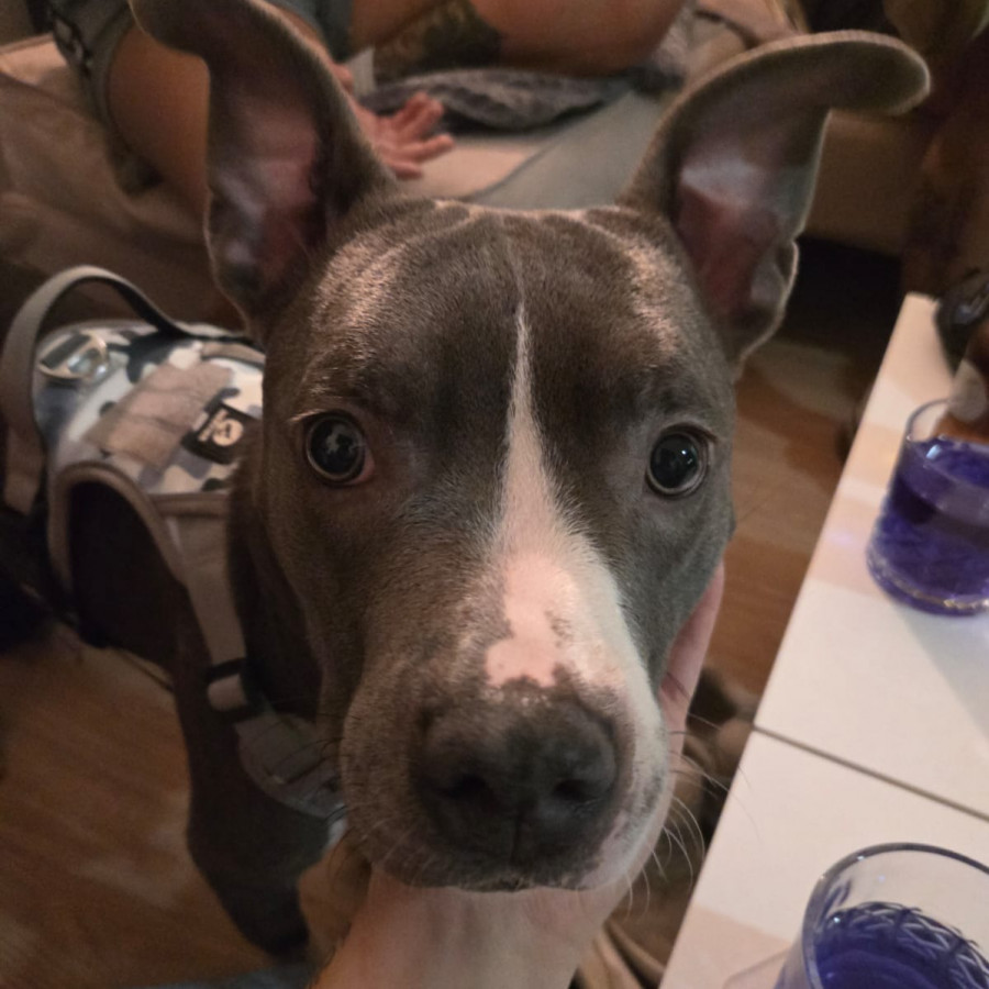  | Raza American Pitbull Terrier | Encontrada