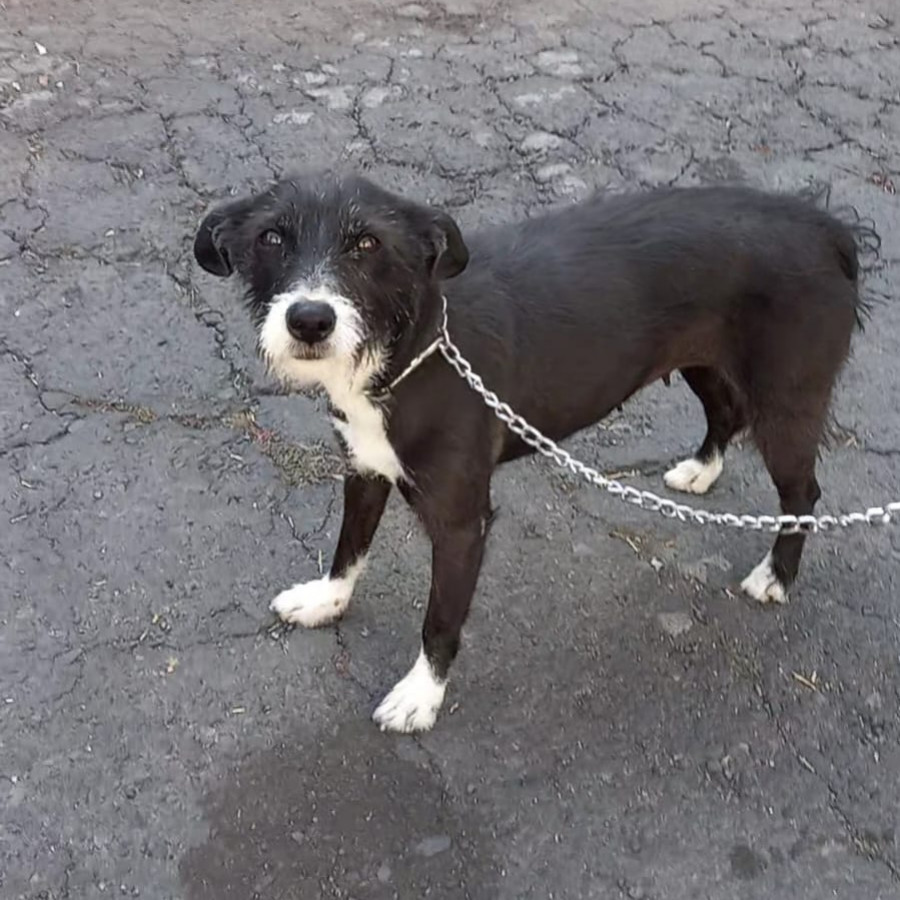 OSITA | Raza Mestiza | Perdida