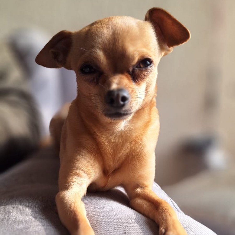 ROCKO | Raza Chihuahua | Final Feliz
