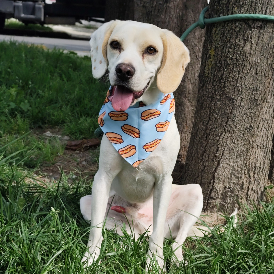 MEMO | Raza Mestizo, posible cruza de Beagle | En Adopción