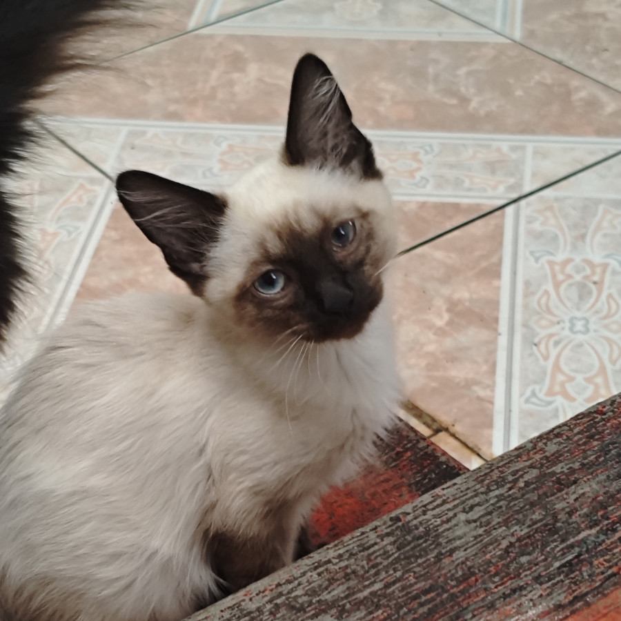 NANDO | Raza Balinés Punto Foca | En Adopción