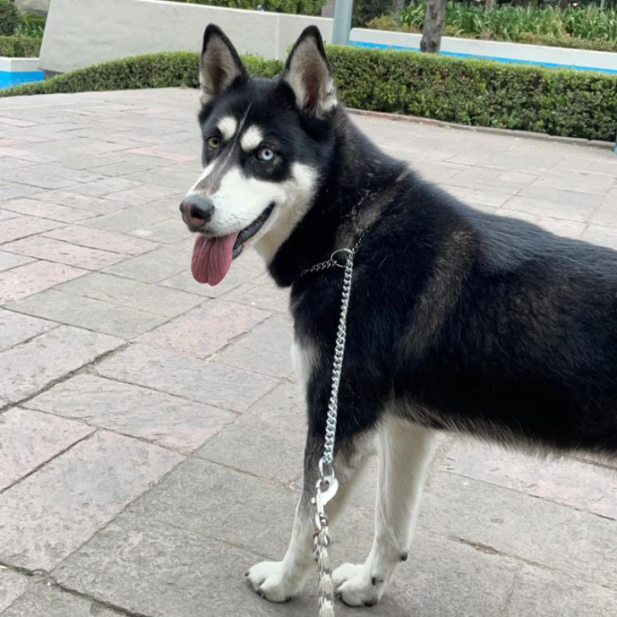 IKAL | Raza Husky Siberiano | Perdida