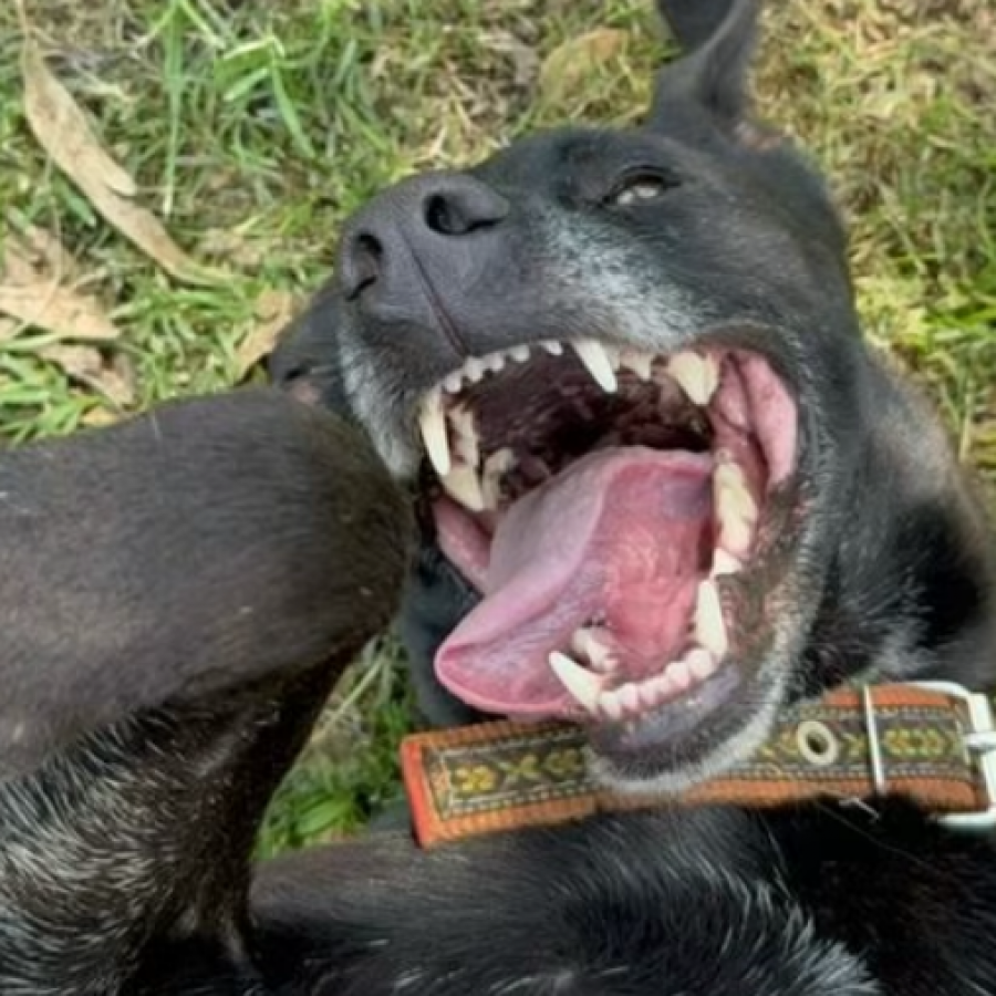 RAMBO | Raza Mestizo | En Adopción