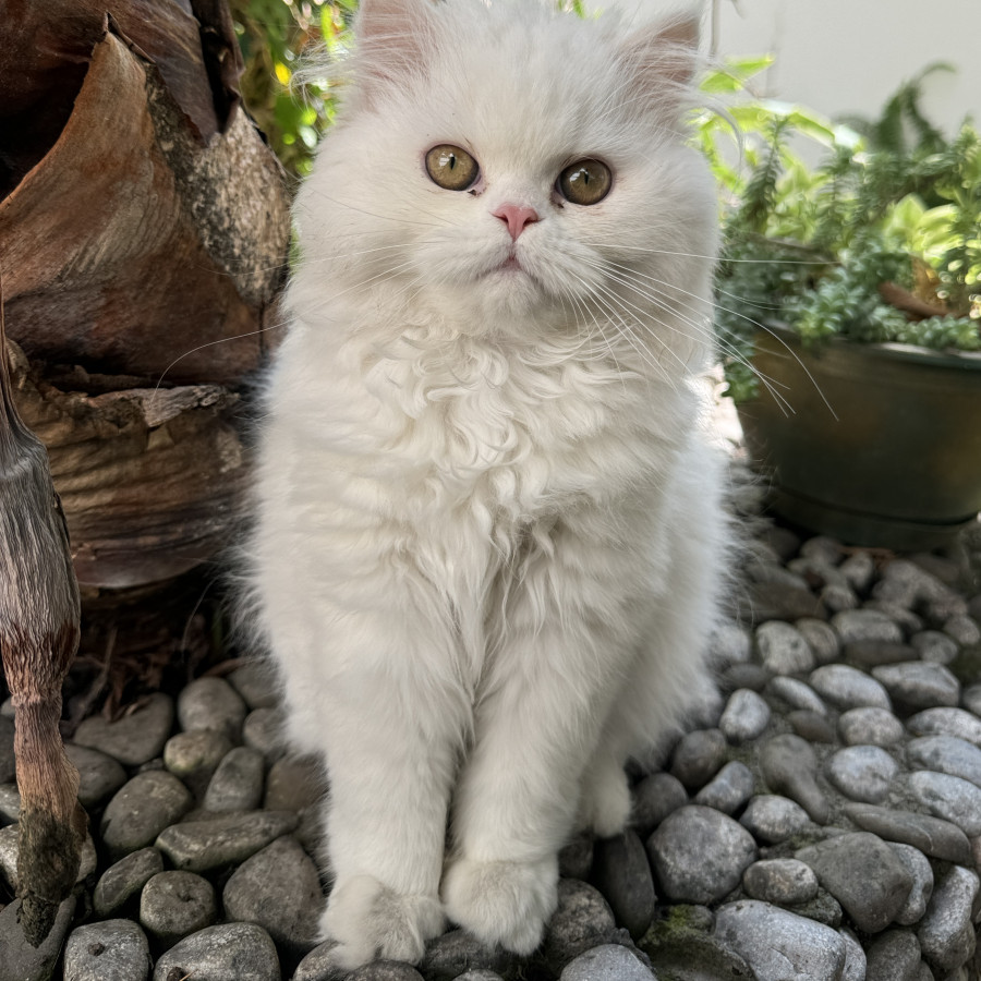 SIMI | Raza Persa | Perdido