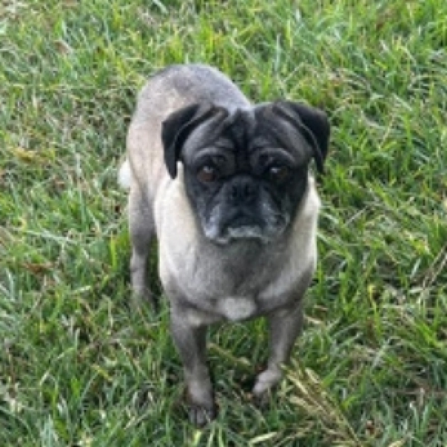  | Raza Pug o Carlin | Encontrado