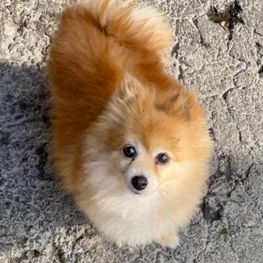 JOSEFINA, PINA O CHEPIS | Raza Pomerania | Perdida