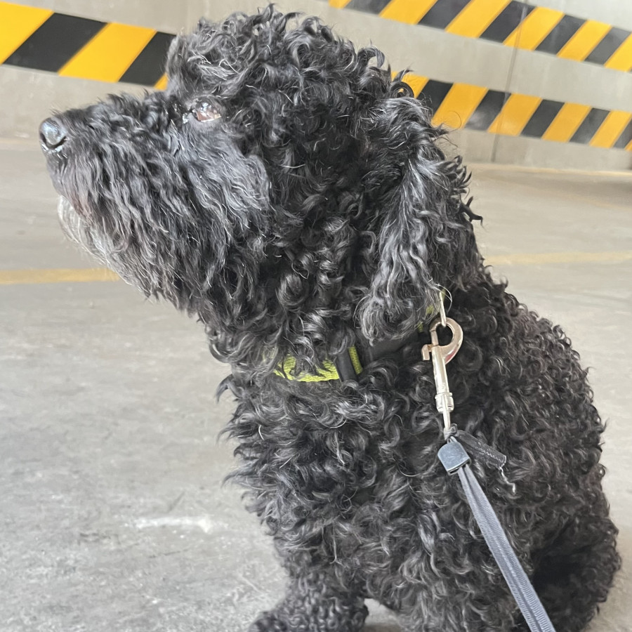  | Raza French Poodle o Caniche | Encontrado
