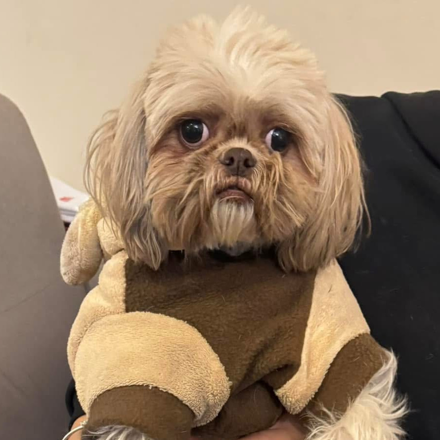 BOMBÓN | Raza Shih Tzu  | Perdida