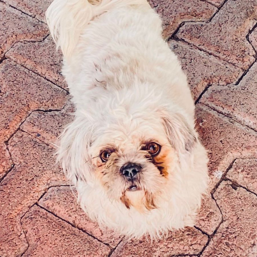 KISHA | Raza Shih Tzu  | Perdida