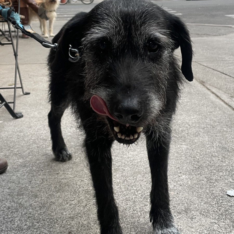  | Raza Mestiza, cruza de Schnauzer | Encontrada