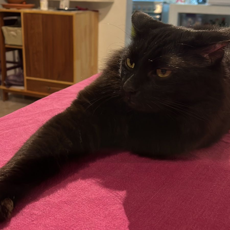 MEPHISTO | Raza Angora Turco Negro | Perdido