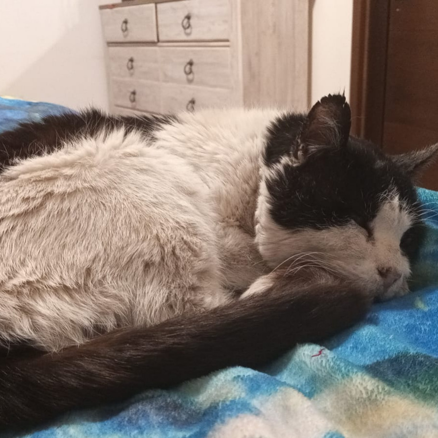MANCHAS | Raza Doméstico Americano de pelo semilargo | Perdido