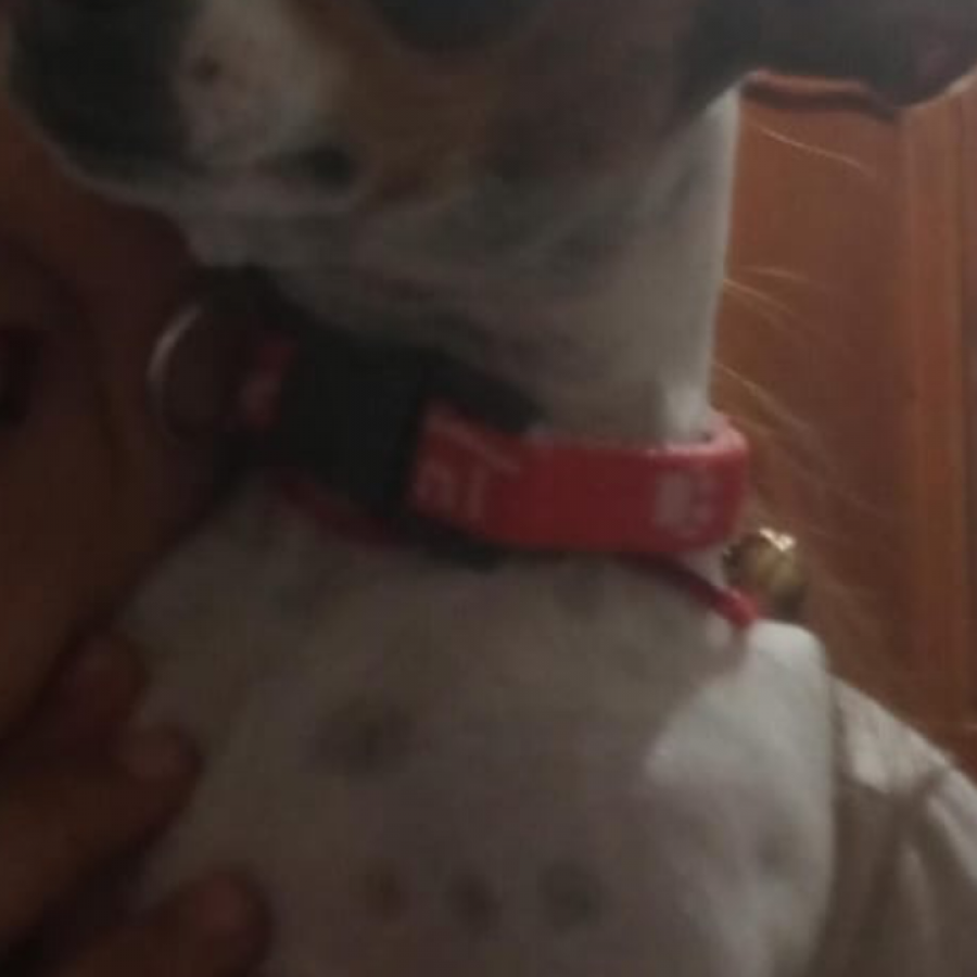 SPIRIT | Raza Chihuahua | Perdida