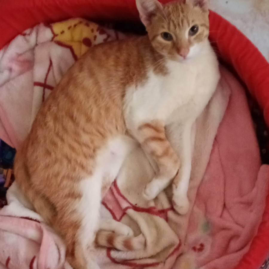 ROGELIO | Raza Doméstico Américano de Pelo Corto | Perdido