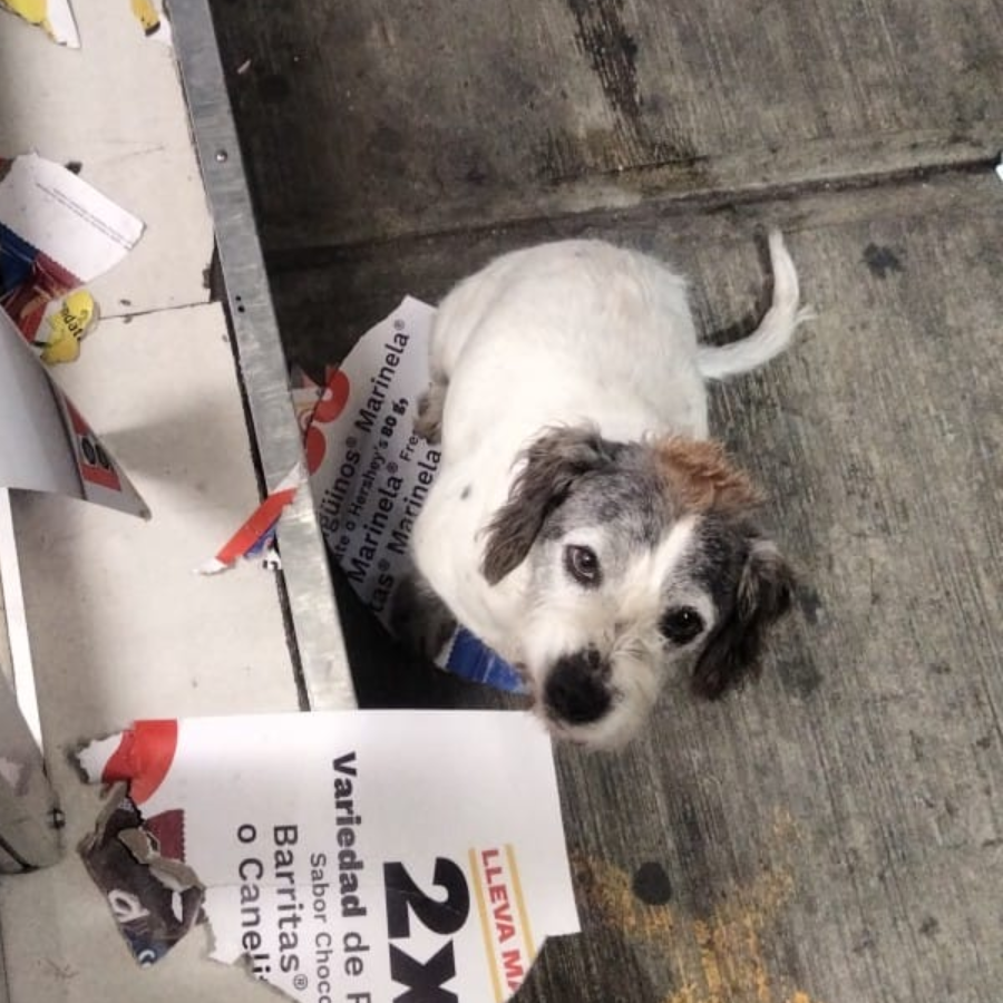  | Raza Mestizo | Encontrado