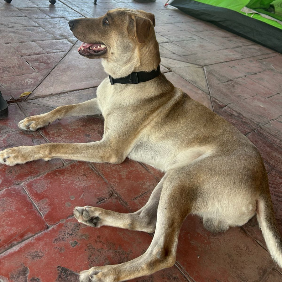 RONY | Raza Mestizo, cruza de Pastor Belga Malinois | Final Feliz